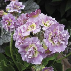 Примула ушковая Susannah (Primula auricula Susannah)