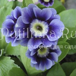 Примула ушковая Матильда