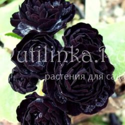 Примула ушковая Matthew Yates (Primula auricula Matthew Yates)
