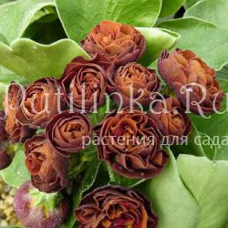 Примула ушковая Branston (Primula auricula Branston)