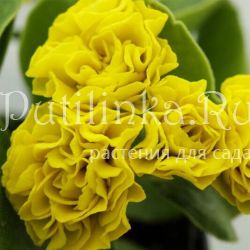 Примула ушковая Forest Lemon (Primula auricula Forest Lemon)
