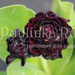 Примула ушковая Camelot (Primula auricula Camelot)