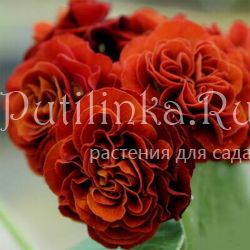 Примула ушковая Don Carlos (Primula auricula Don Carlos)