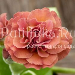 Примула ушковая Grand Slam (Primula auricula Grand Slam)