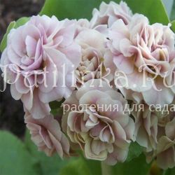 Примула ушковая Nymph (Primula auricula Nymph)