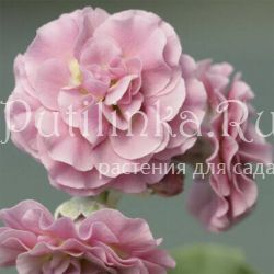 Примула ушковая Piglet (Primula auricula Piglet)