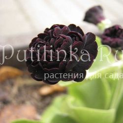 Примула ушковая Max (Primula auricula Max)