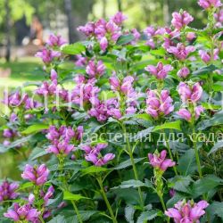 Хелоне косая (Chelone obliqua)