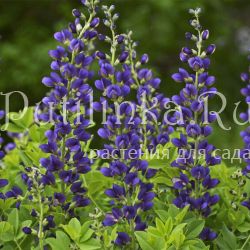 Баптизия Indigo Sky (B. Indigo Sky)