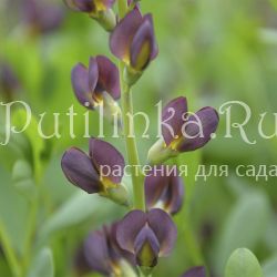 Баптизия Dutch Chocolate (B. Dutch Chocolate)