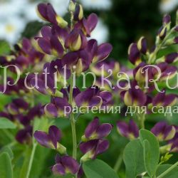 Баптизия Grape Taffy (B. Grape Taffy)