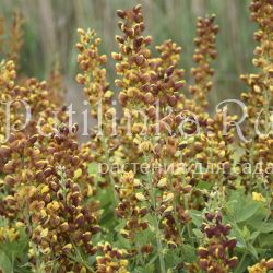 Баптизия Honey Roasted (B. Honey Roasted)