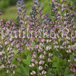 Баптизия Pink Truffles (B. Pink Truffles)