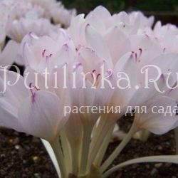 Безвременник византийский Innocence (C.byzantinum Innocence)