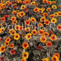 Гелиопсис Orange Marble (H.helianthoides Orange Marble)