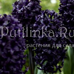 Гиацинт Midnight Sky (H.orientalis Midnight Sky)