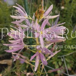 Камассия Sweet Candle (C. Sweet Candle)