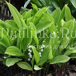 Ландыш майский Polish Beauty (C. majalis Polish Beauty)