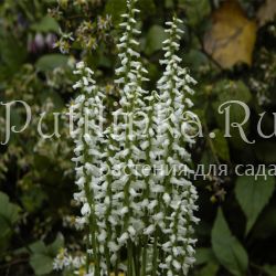 Скрученник (S.bightensis Chadds Ford)