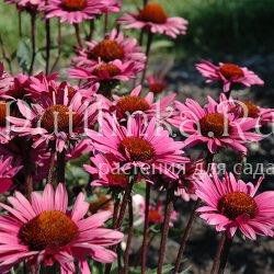 Эхинацея Fatal Attraction (E. Fatal Attraction)
