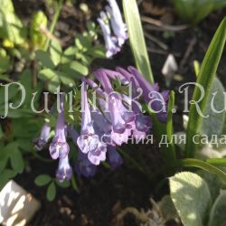 Хохлатка (sp Уссурийская)