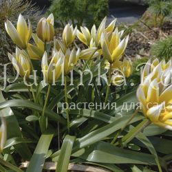 Тюльпан поздний (Казахстан)