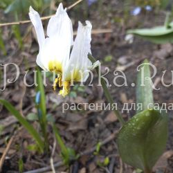 Кандык Золотой слиток