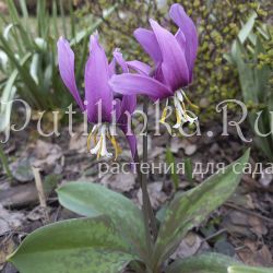 Кандык сибирский сортовая линия Волна