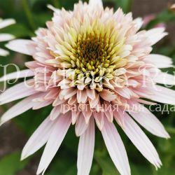 Эхинацея Cherry Fluff