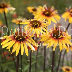 Эхинацея Funky Yellow