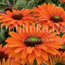 Эхинацея SunSeekers Mineola