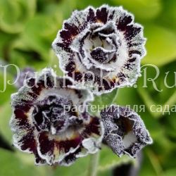 Примула ушковая Merlin Stripe