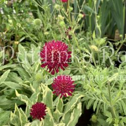 Короставник македонский Thunder and Lightning