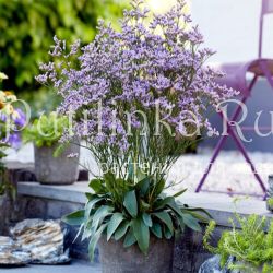 Кермек Гмелина Dazzle Rocks