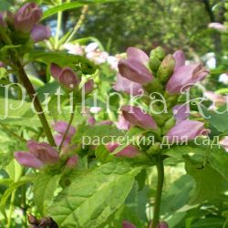 Хелоне голая (Chelone glabra)