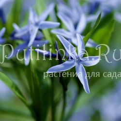 Амсония (Amsonia elliptica)