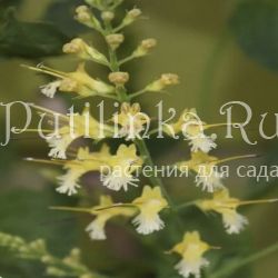 Коллинсония канадская (Collinsonia canadensis)