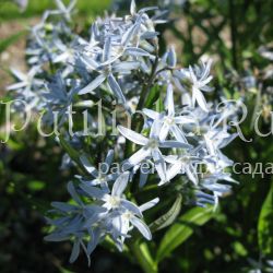 Амсония жесткая (Amsonia rigida)