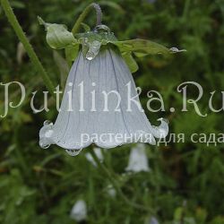 Кодонопсис клематисовидный (С. clematiaea)