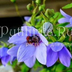 Кодонопсис Грей-Вильсона (Codonopsis grey-wilsonii)