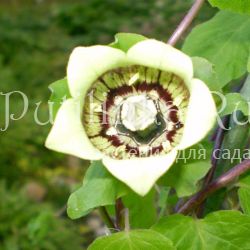 Кодонопсис круглолистный (C. rotundifolia)