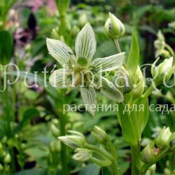 Шверция  Кинга (Swertia kingi)