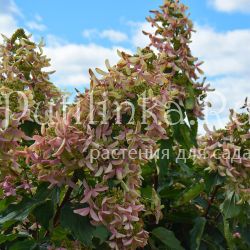Гортензия метельчатая Star Rose (Hydrangea paniculata Star Rose)