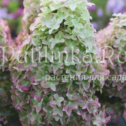 Гортензия метельчатая Metallica (Hydrangea paniculata Metallica)