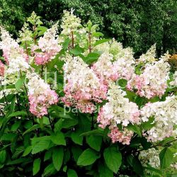 Гортензия метельчатая Confetti (Hydrangea paniculata Confetti)