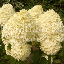 Гортензия метельчатая Cotton Cream (Hydrangea paniculata Cotton Cream)