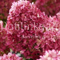 Гортензия метельчатая Little Rosy (Hydrangea paniculata Little Rosy)