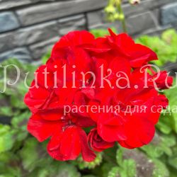 Пеларгония Odensio Madame Bovary