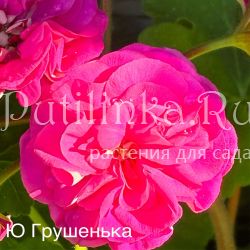 Пеларгония Грушенька