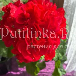 Пеларгония Ухарь Купец